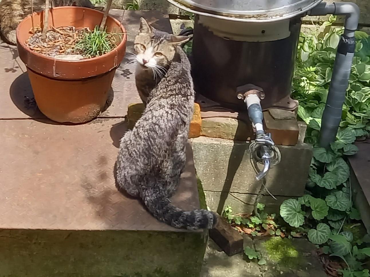 目撃された猫