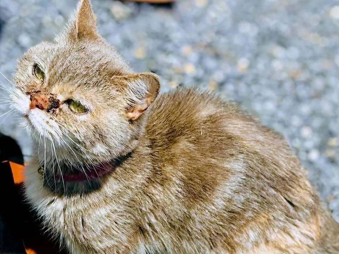 保護された猫