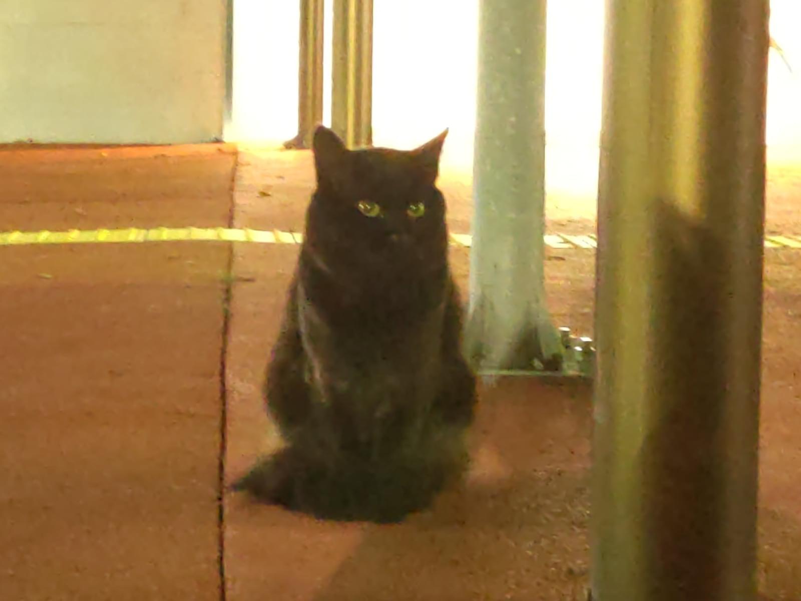 目撃された猫 目撃された猫
