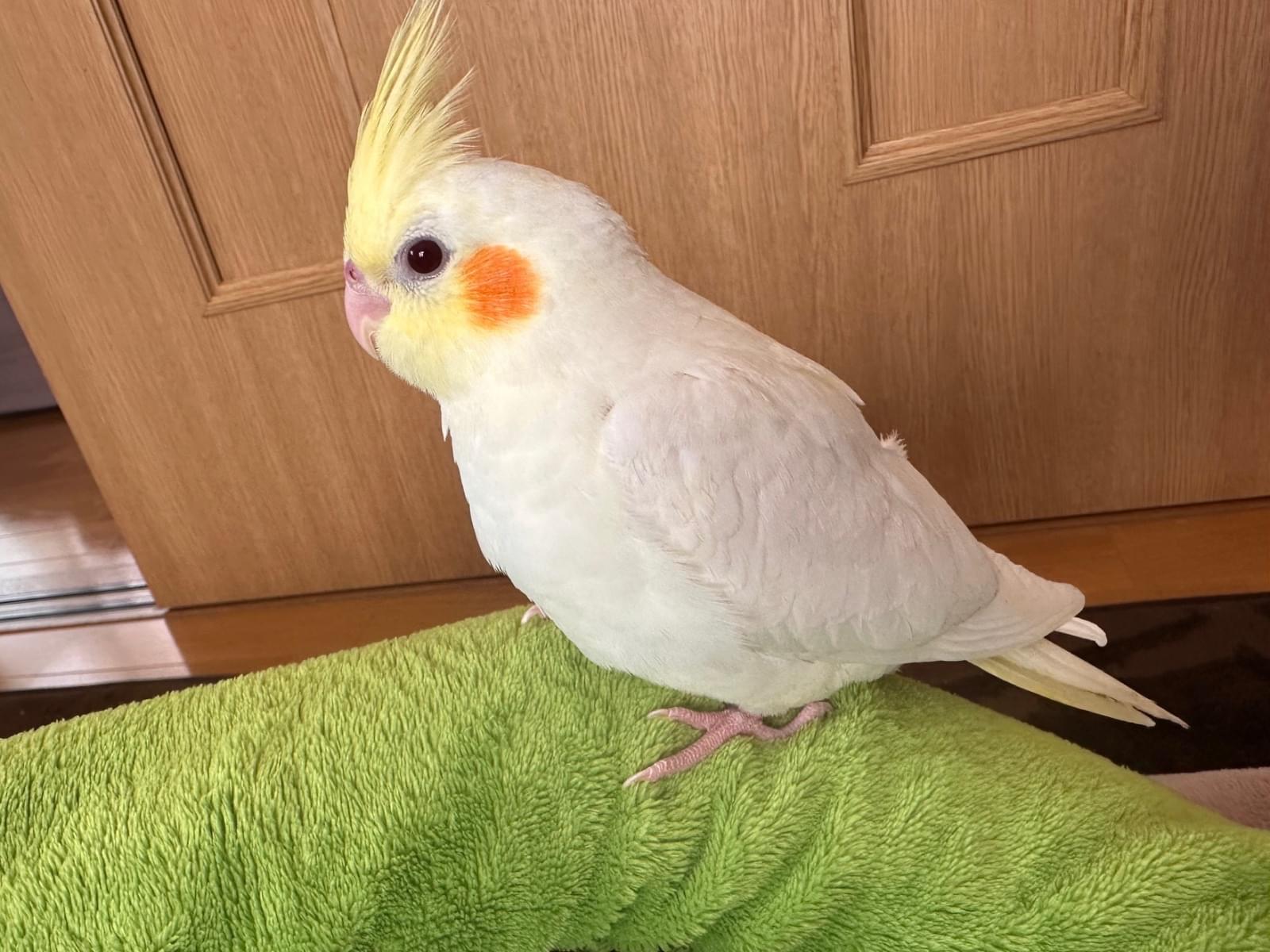 タマちゃん タマちゃん