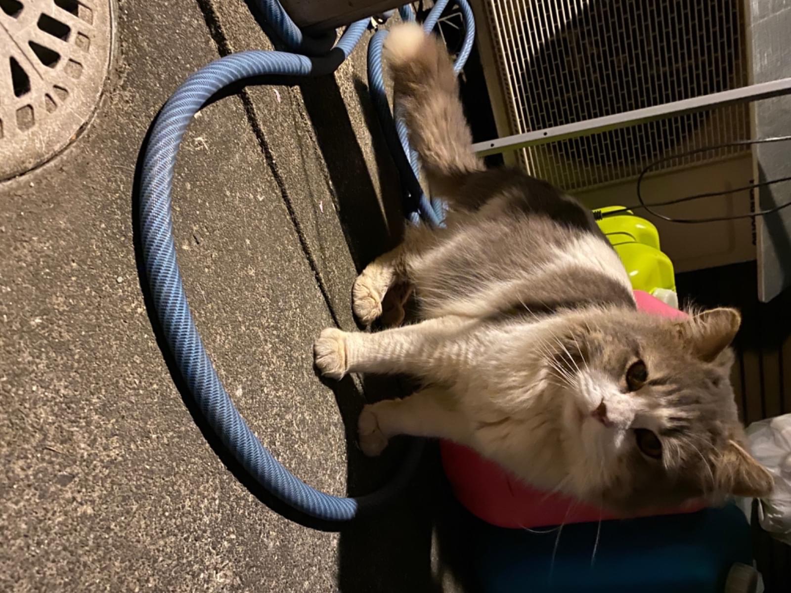 保護された猫 保護された猫