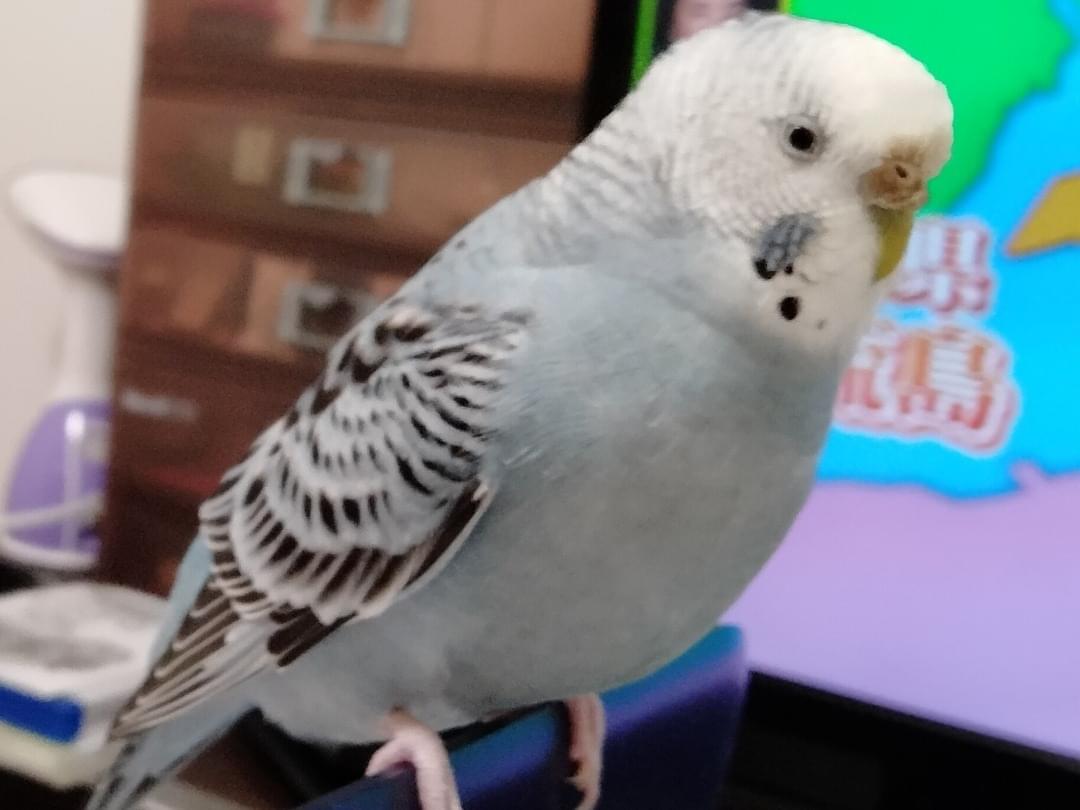 くろちゃん くろちゃん