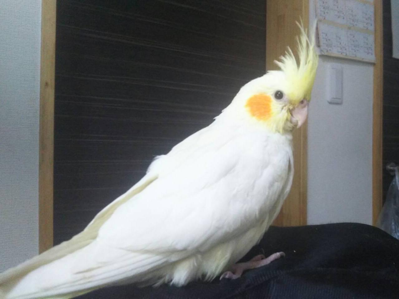 チコちゃん チコちゃん