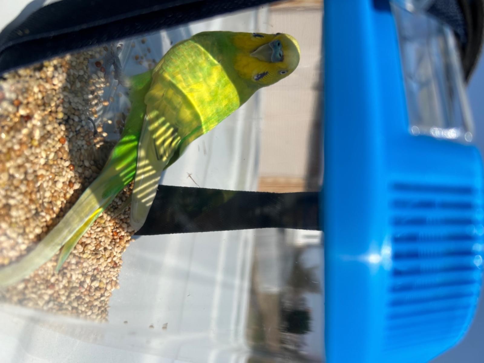 保護された鳥 保護された鳥