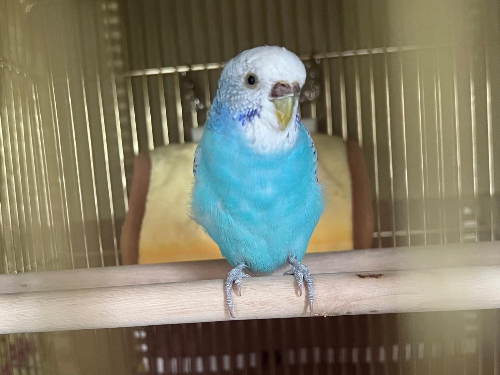 保護された鳥 保護された鳥
