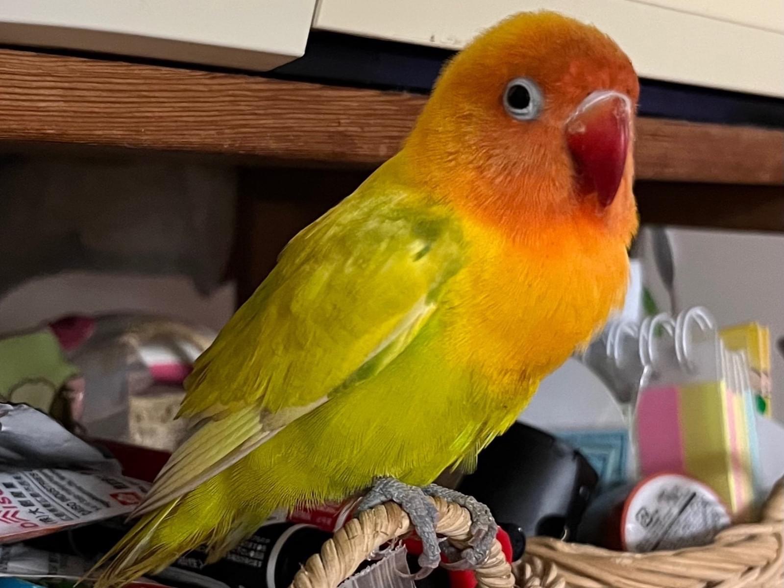 保護された鳥 保護された鳥