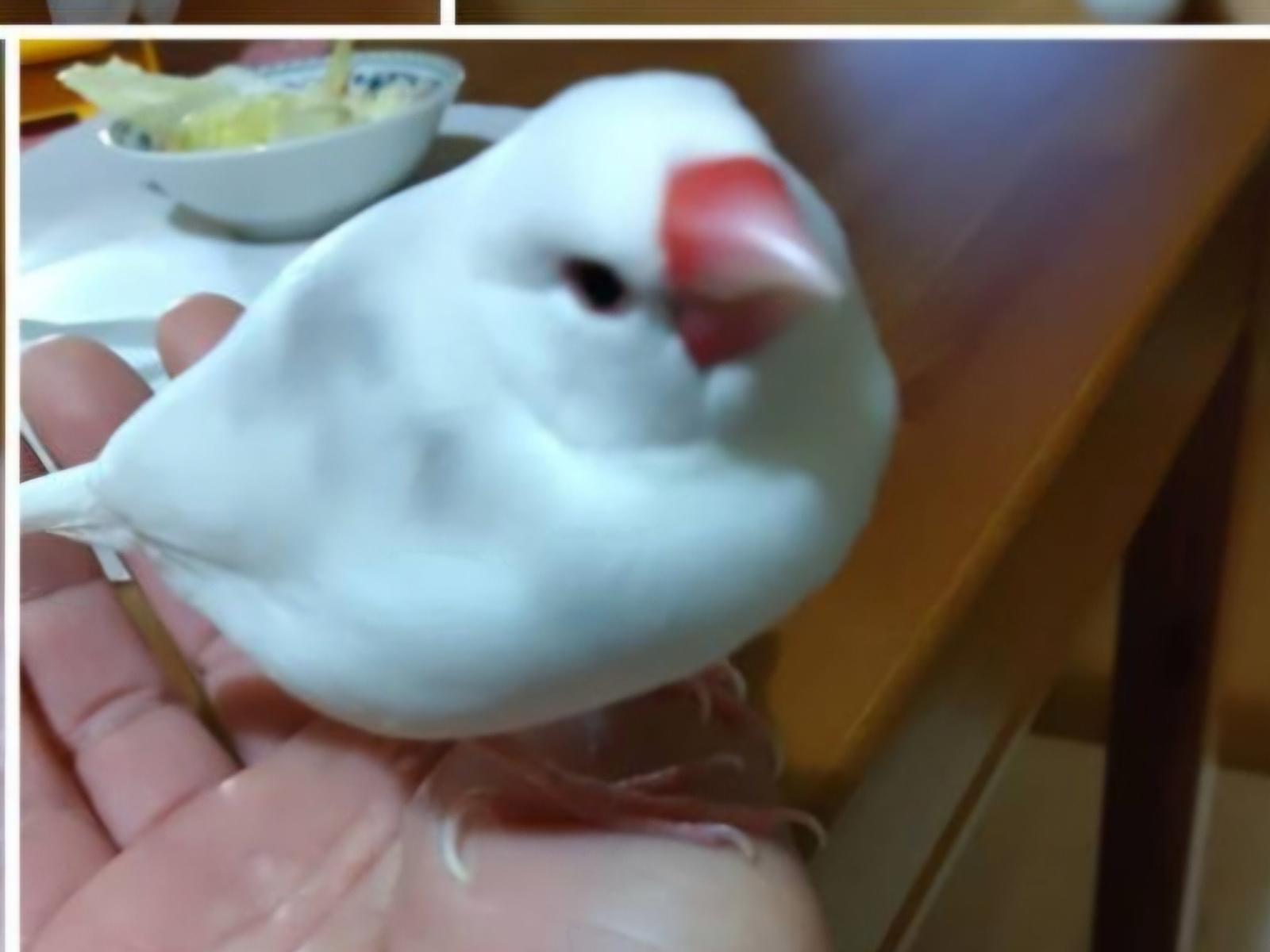 ピッピちゃん ピッピちゃん