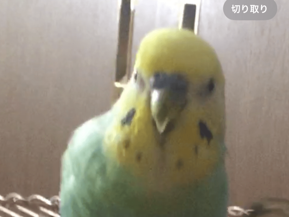 ぽぽちゃん ぽぽちゃん