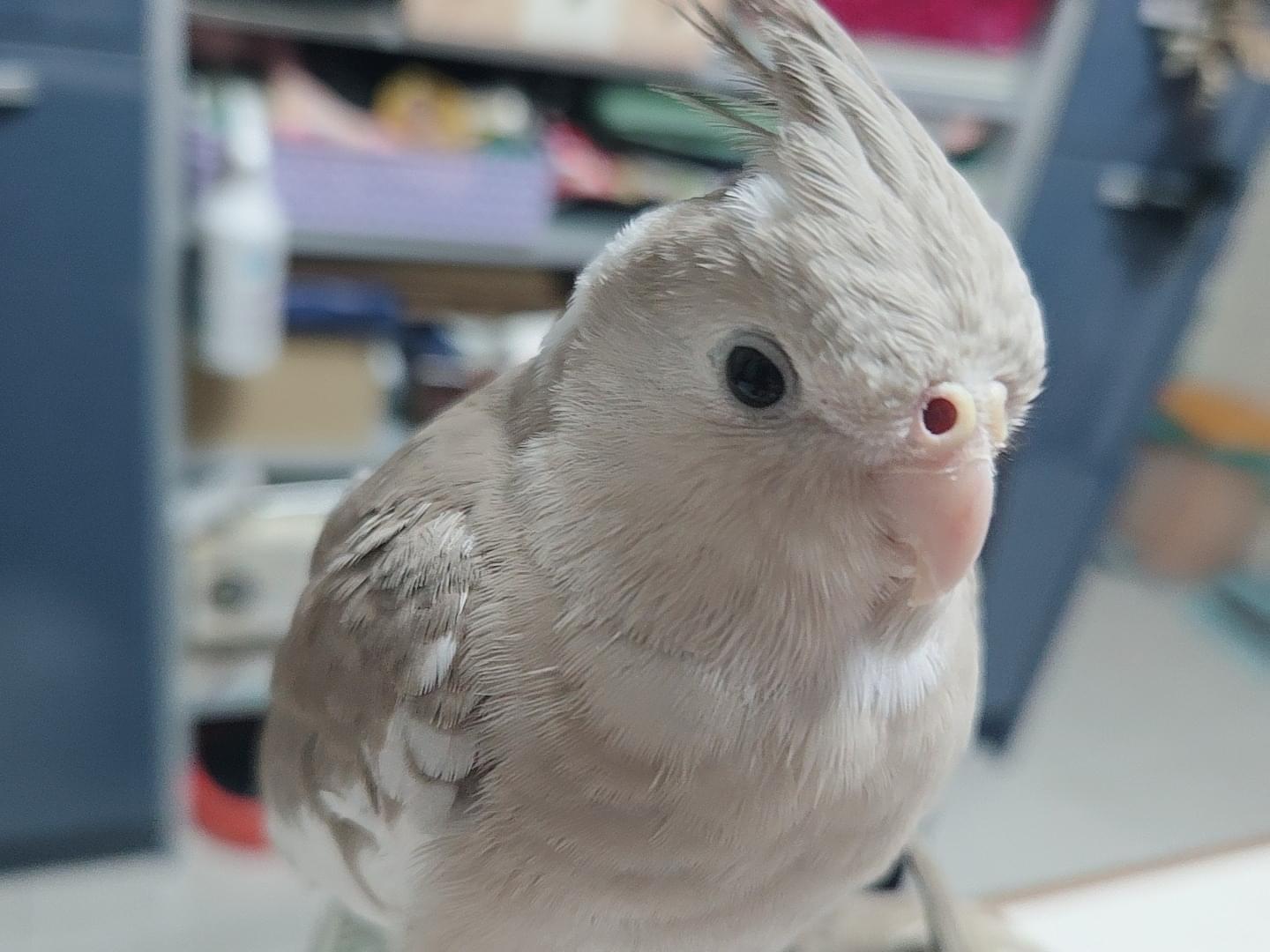 クラウドちゃん