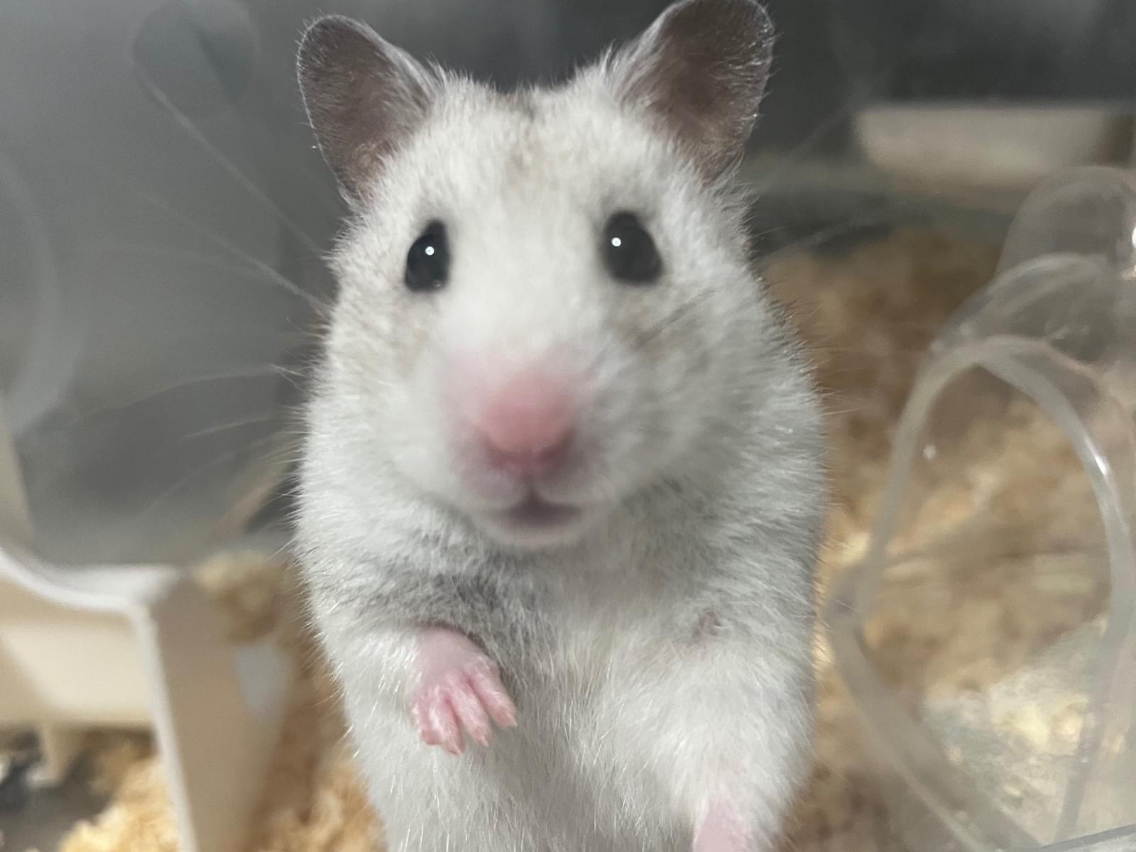 ゆきちゃん