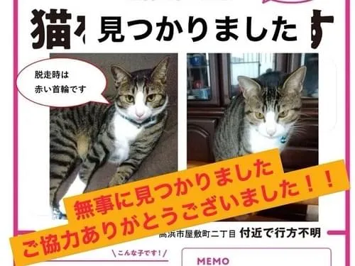 術後どしゃぶり三毛猫 (怒り) 墓場の画廊 もうこやま（K009 親族