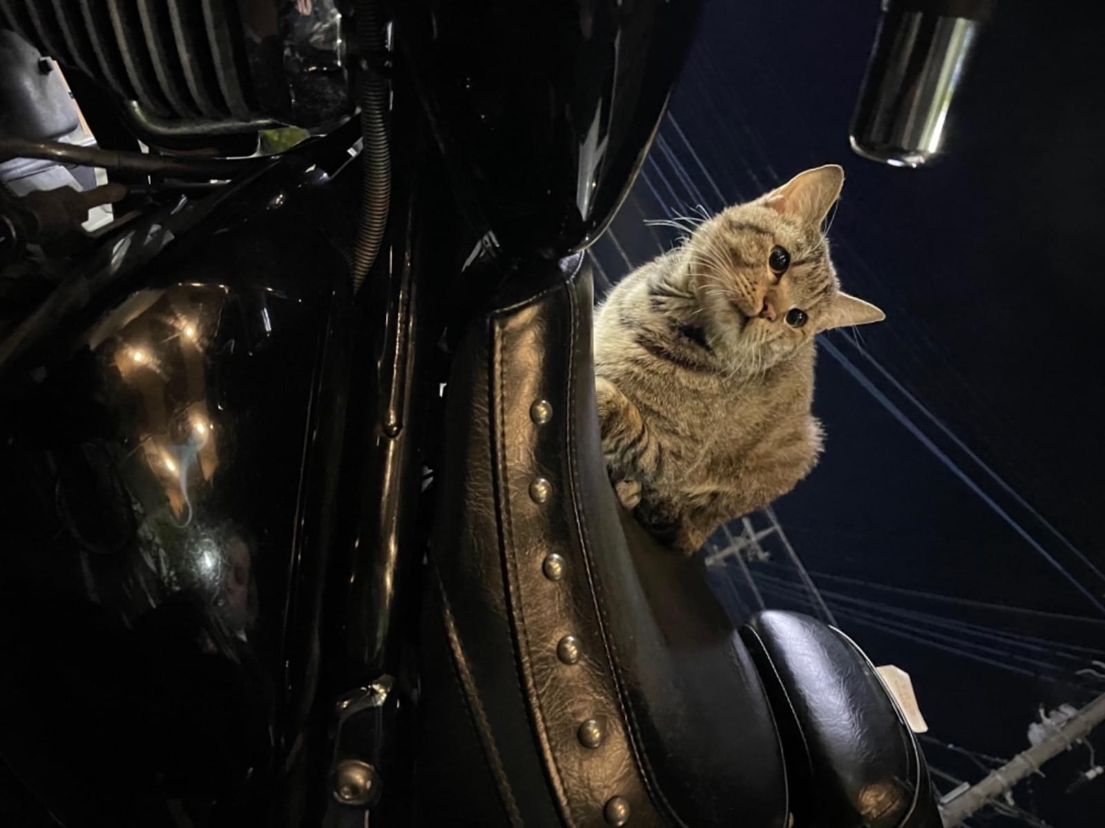 目撃された猫 目撃された猫