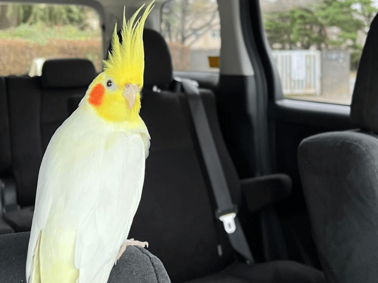 Lemon cockatiel chanちゃん Lemon cockatiel chanちゃん
