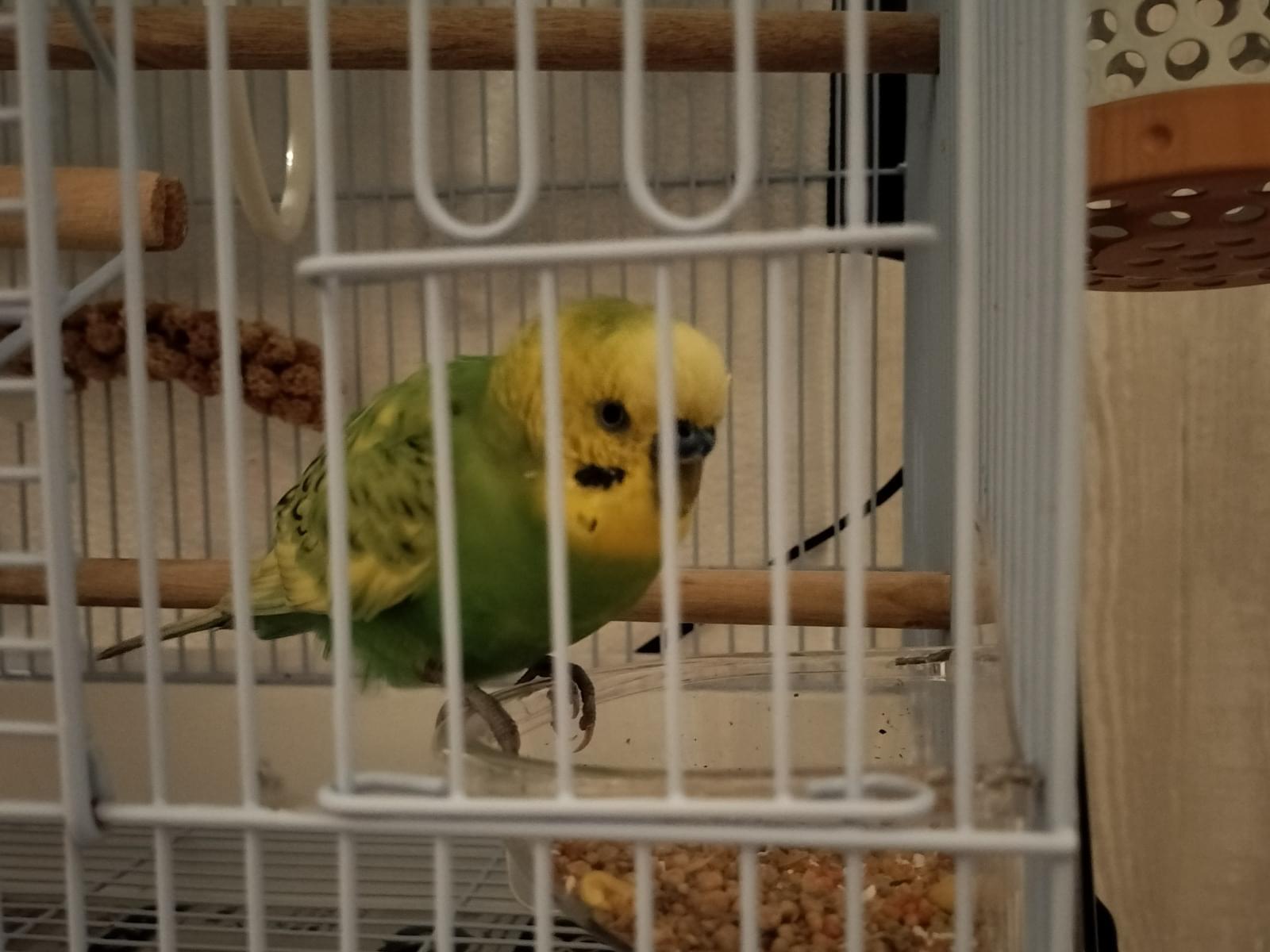 保護された鳥 保護された鳥
