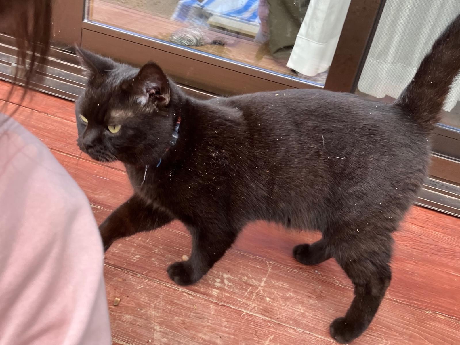 目撃された猫 目撃された猫