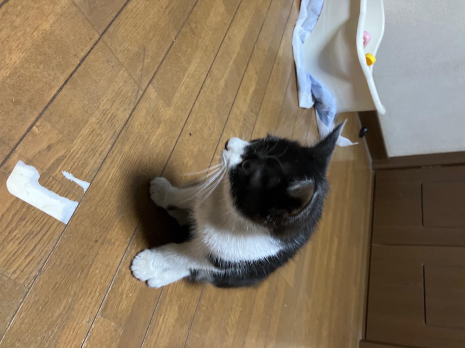 保護された猫 保護された猫