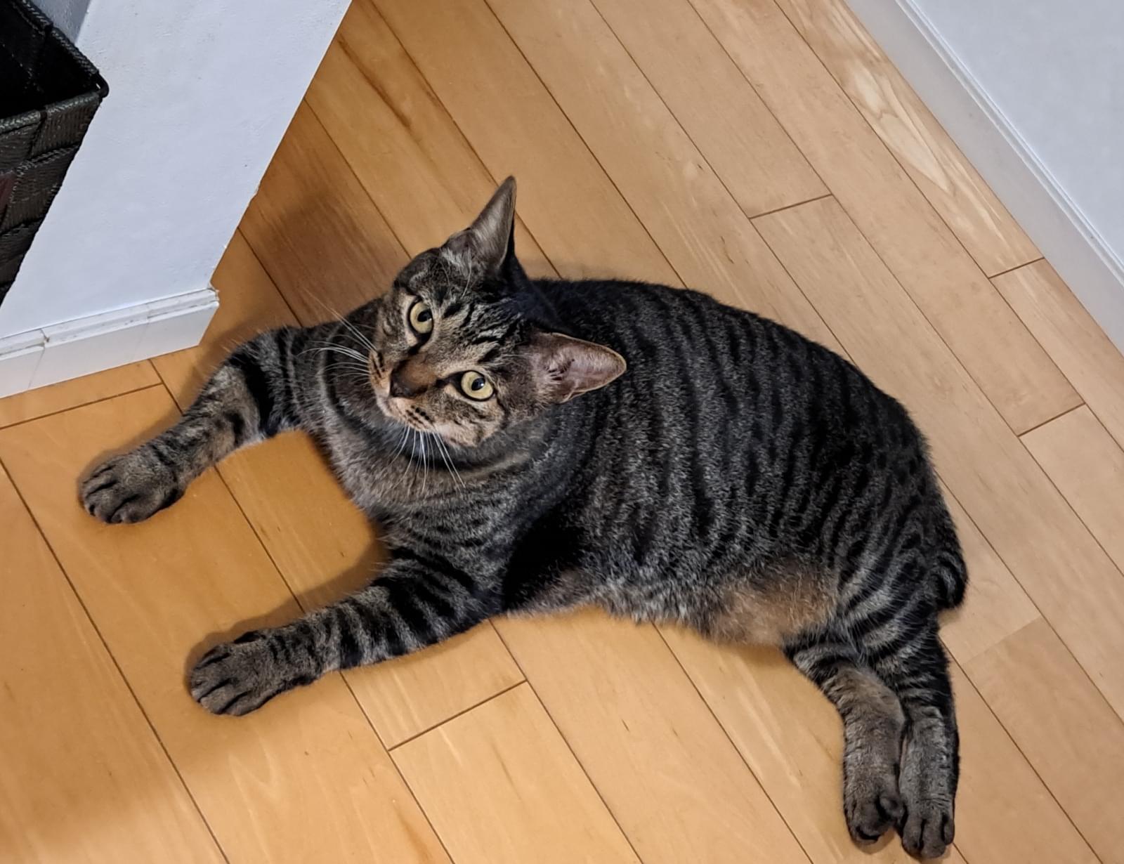2月7日から黒キジ猫を探しています