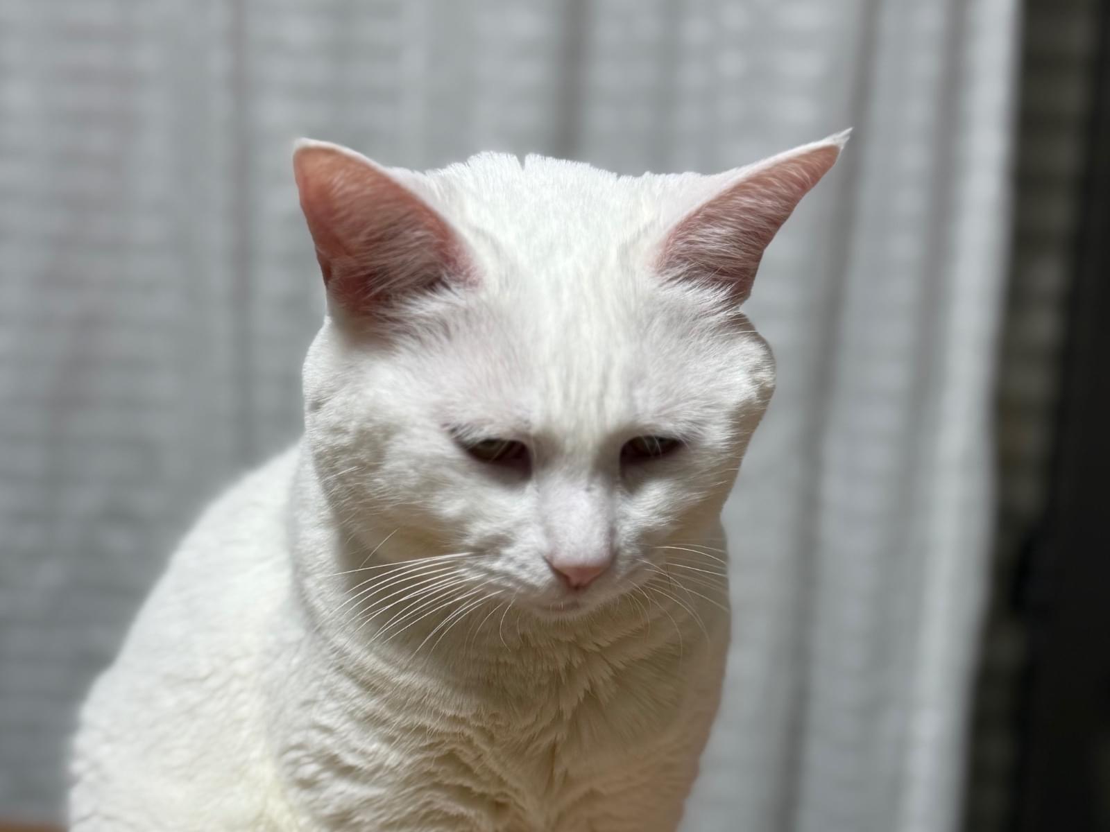 みるくちゃん みるくちゃん