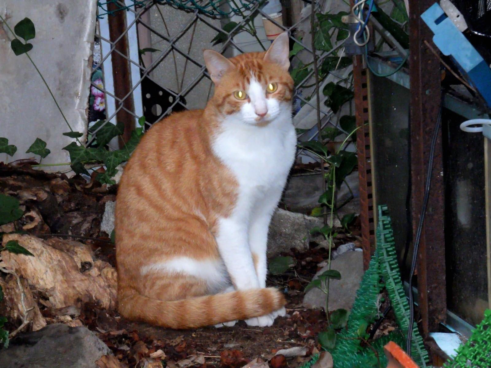 目撃された猫 目撃された猫