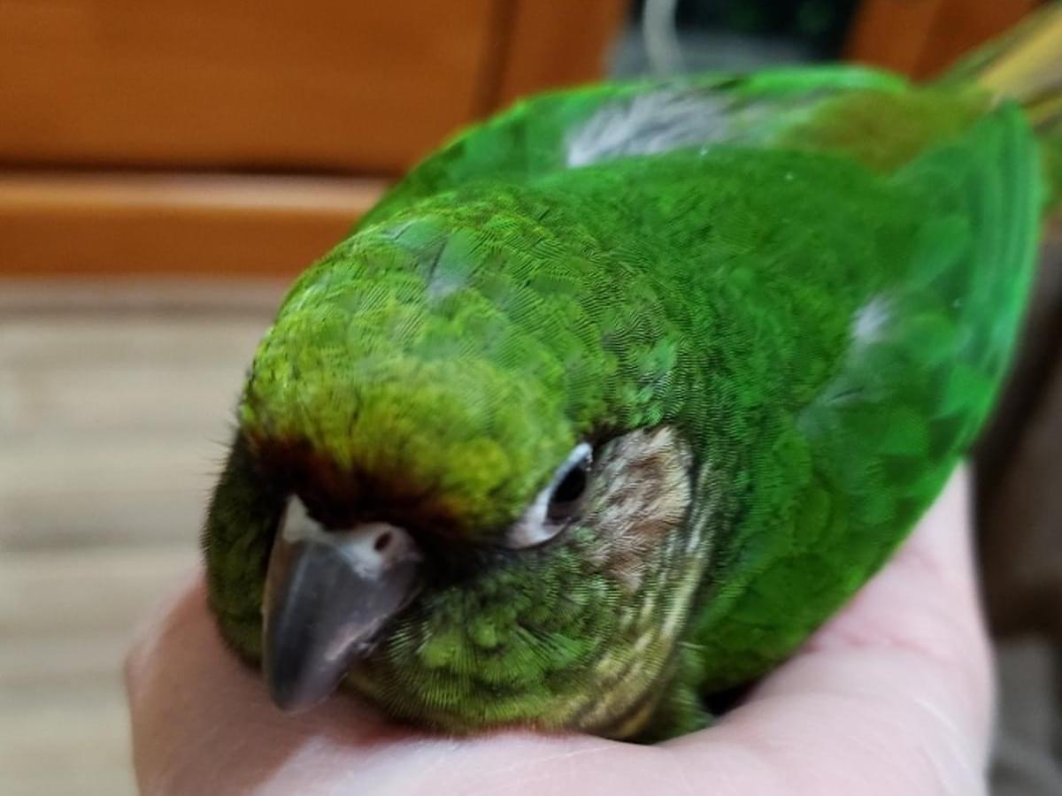 ヨモギちゃん ヨモギちゃん