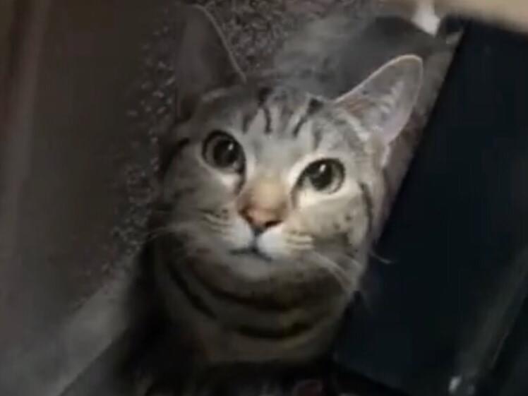 目撃された猫 目撃された猫