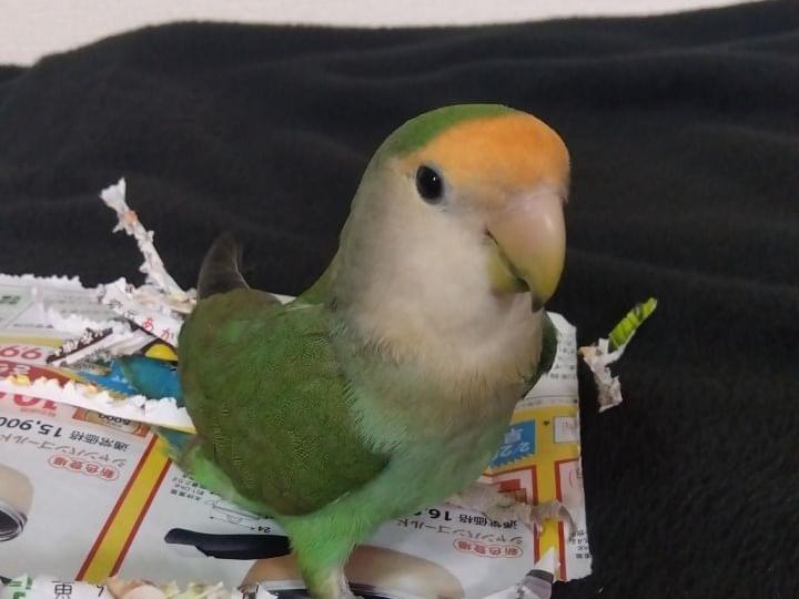 むぎちゃん
