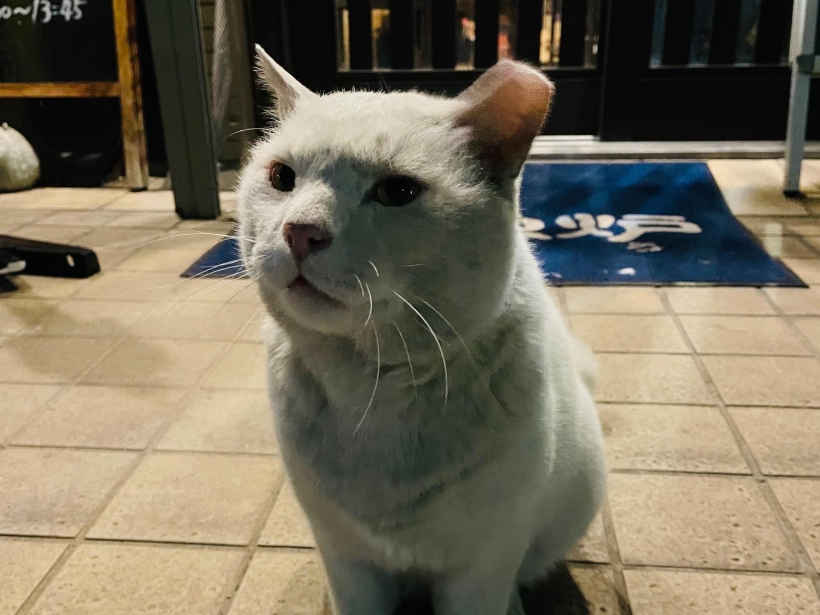 目撃された猫 目撃された猫