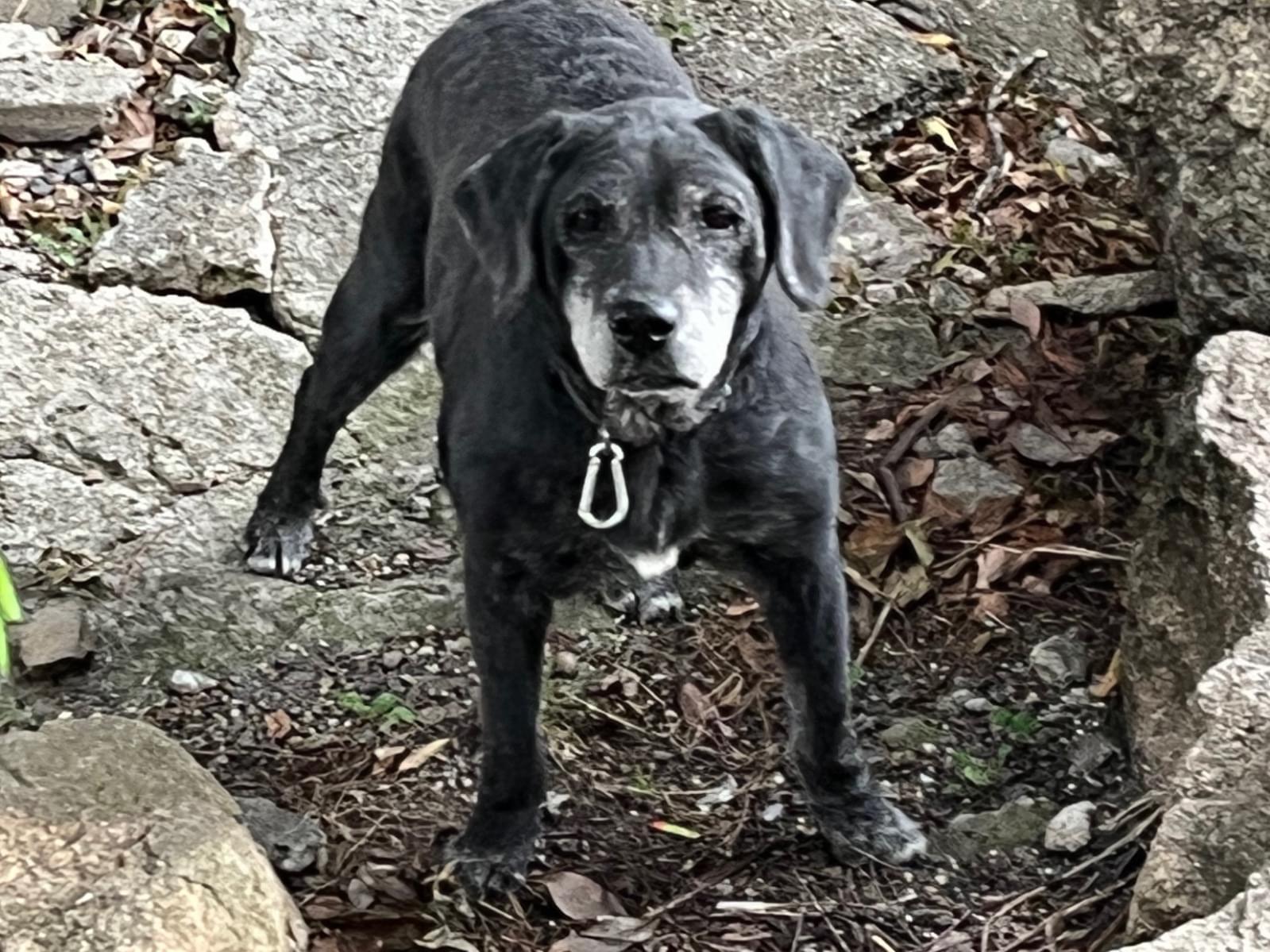 目撃された犬 目撃された犬
