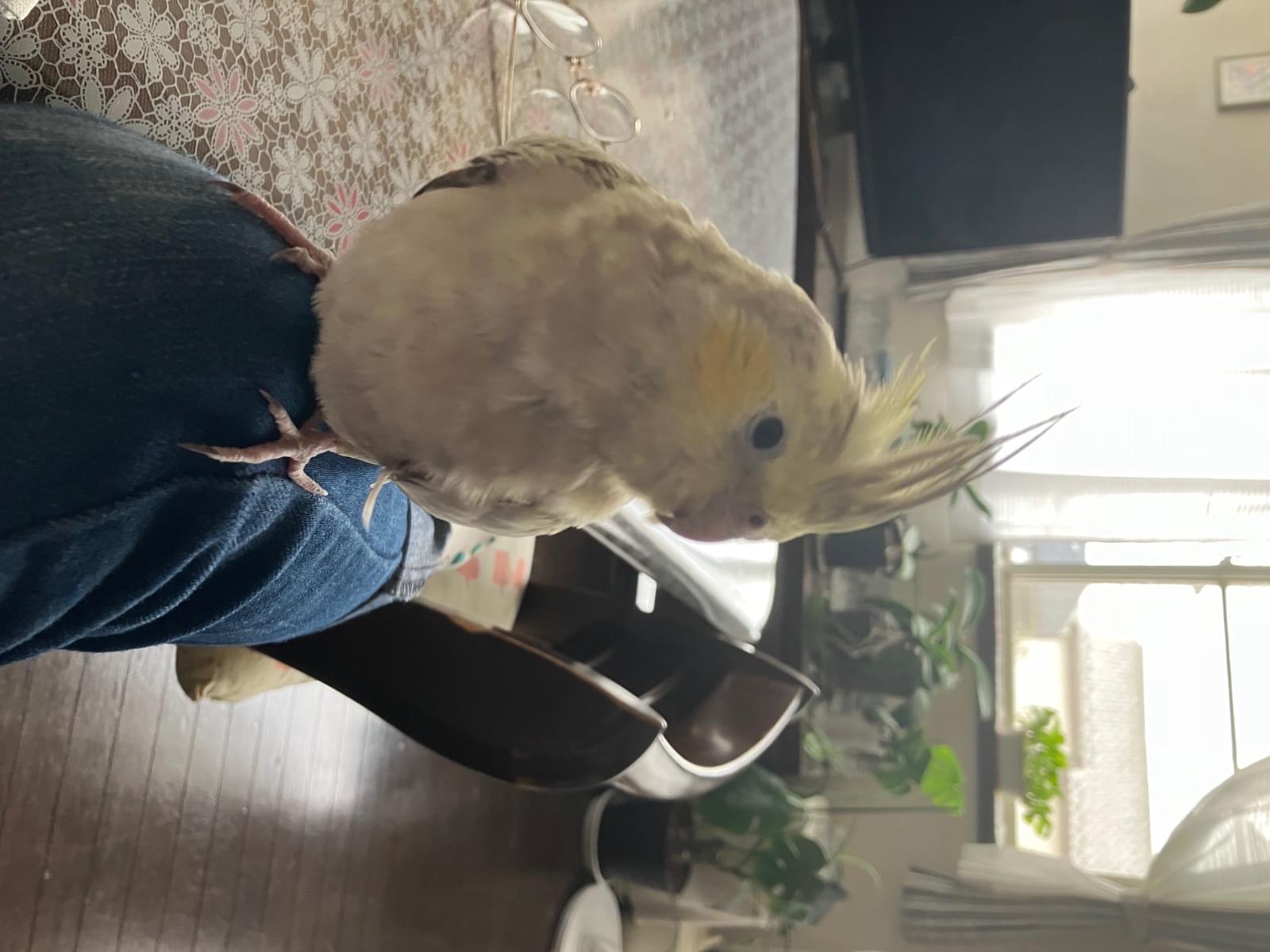 ぽぽちゃん ぽぽちゃん