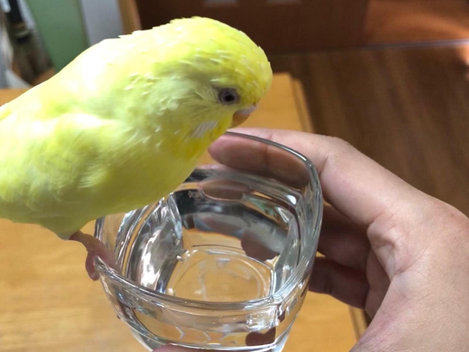 ルチヲちゃん ルチヲちゃん