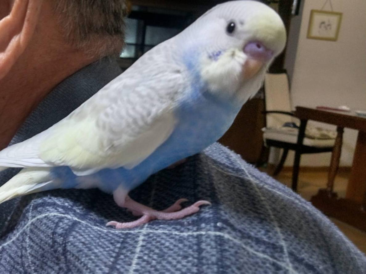 ポッポちゃん ポッポちゃん