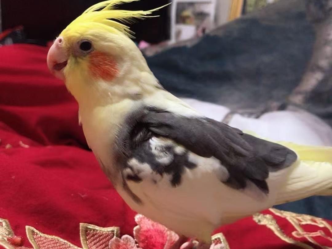 シャンシャンちゃん
