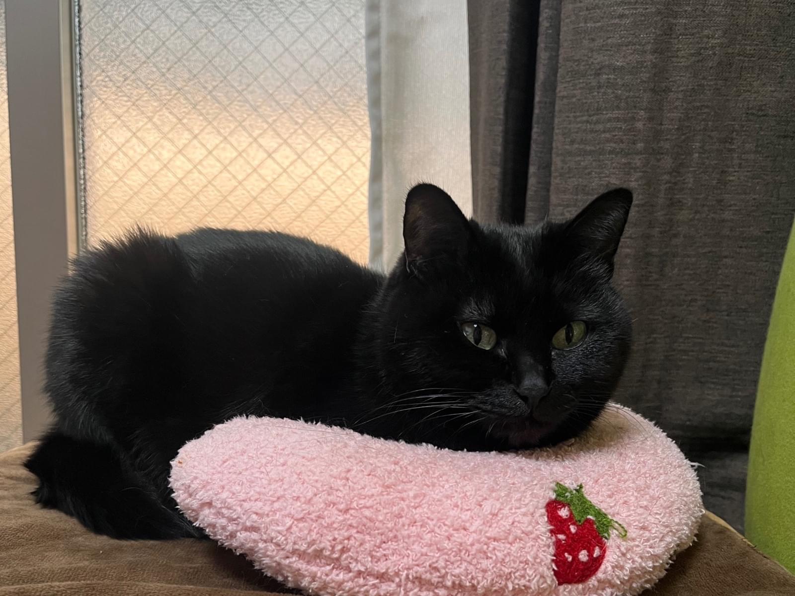 さきちゃん さきちゃん