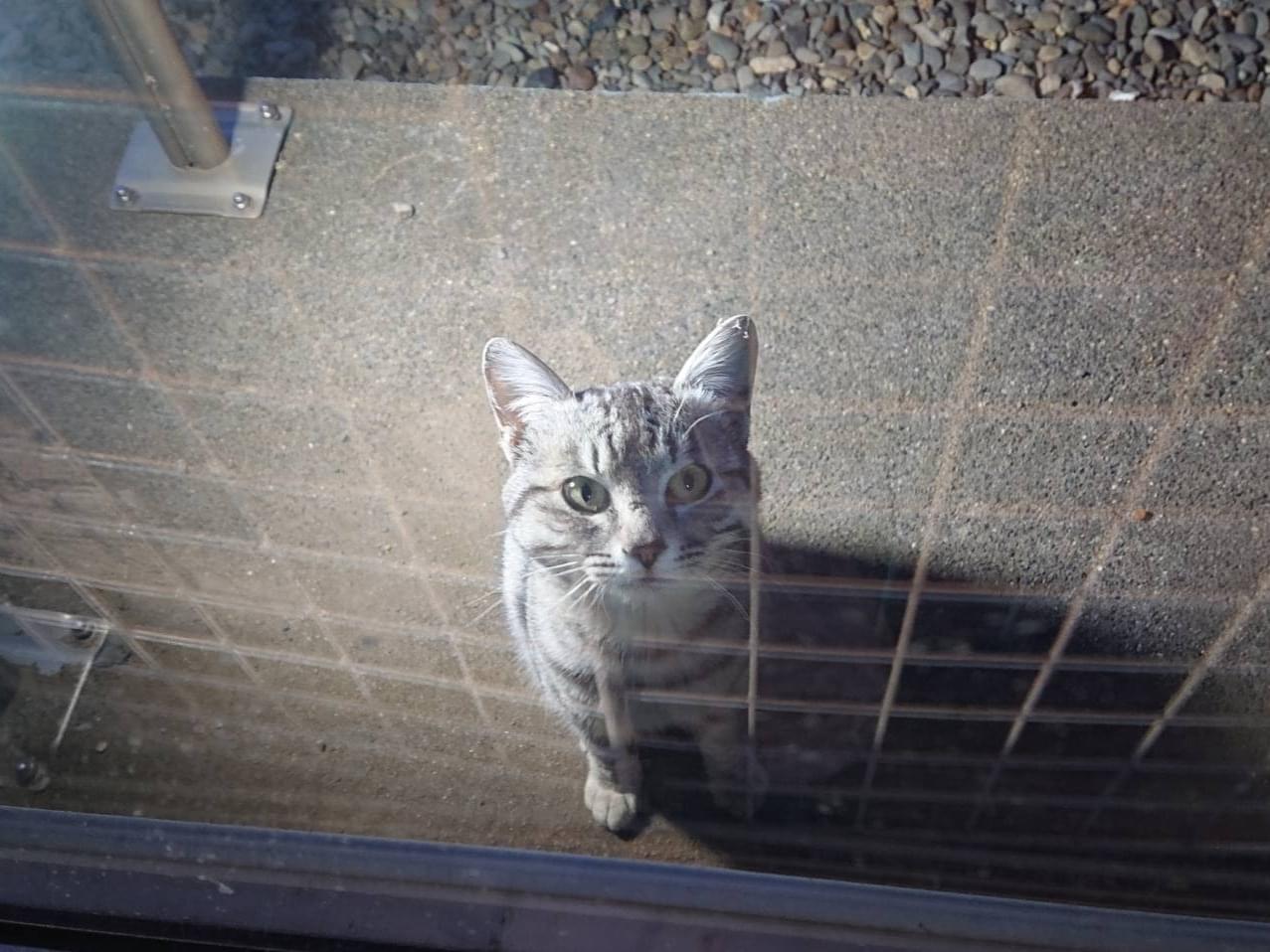 目撃された猫 目撃された猫
