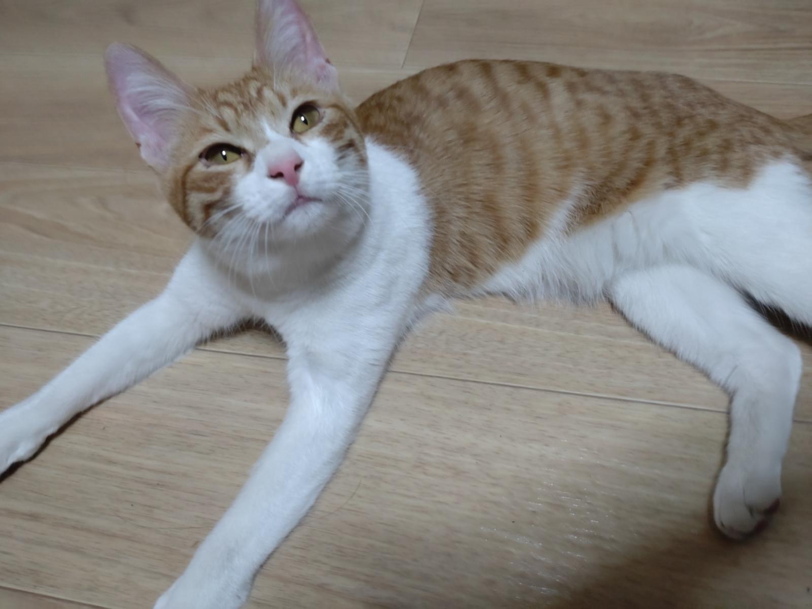 保護された猫 保護された猫