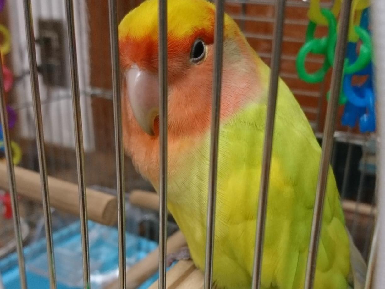 保護された鳥 保護された鳥