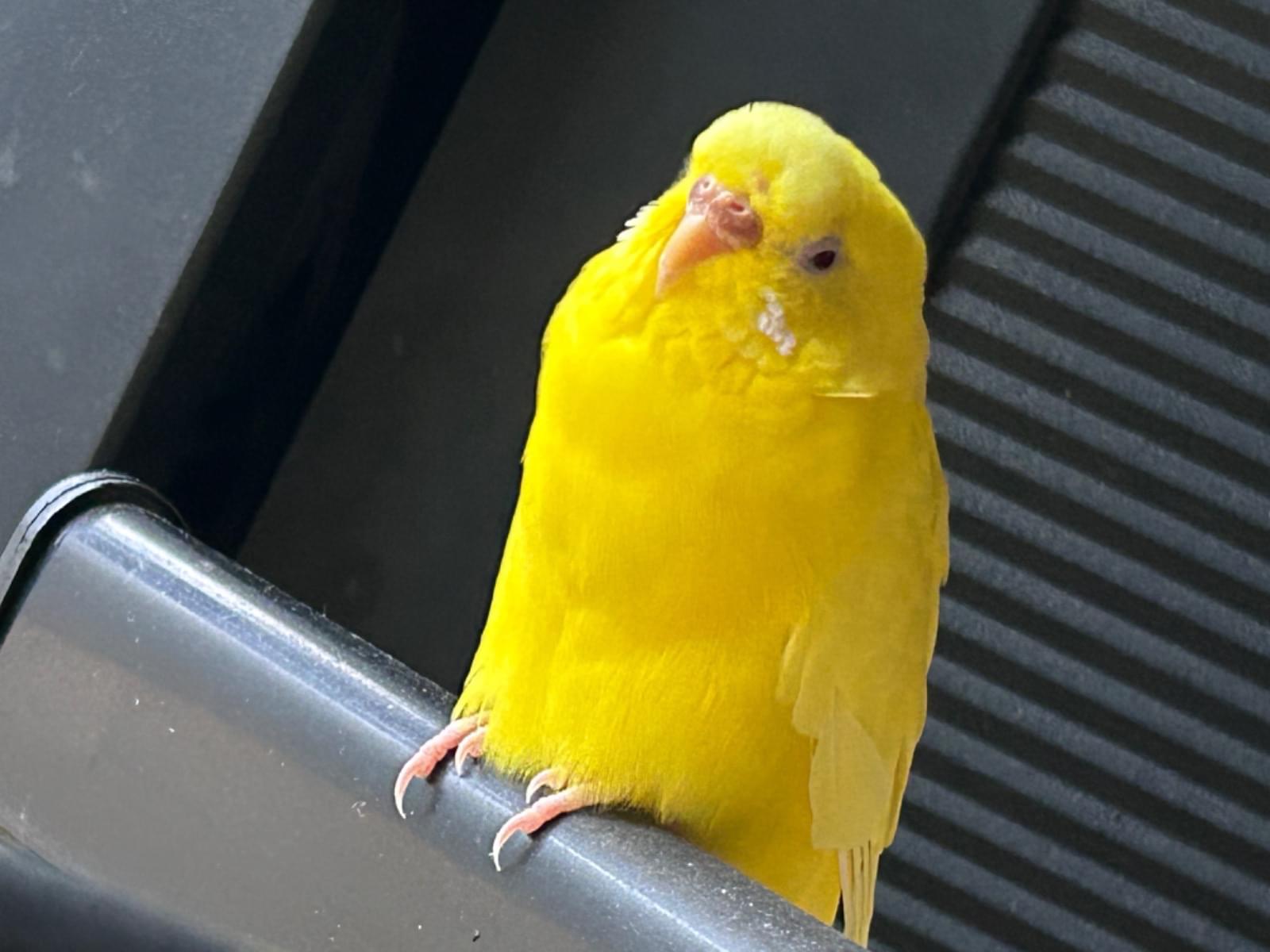ララちゃん ララちゃん
