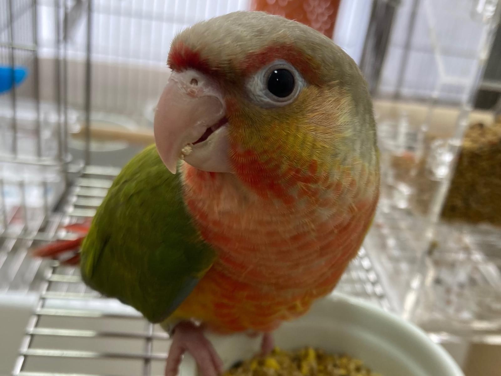ぽぴちゃん ぽぴちゃん