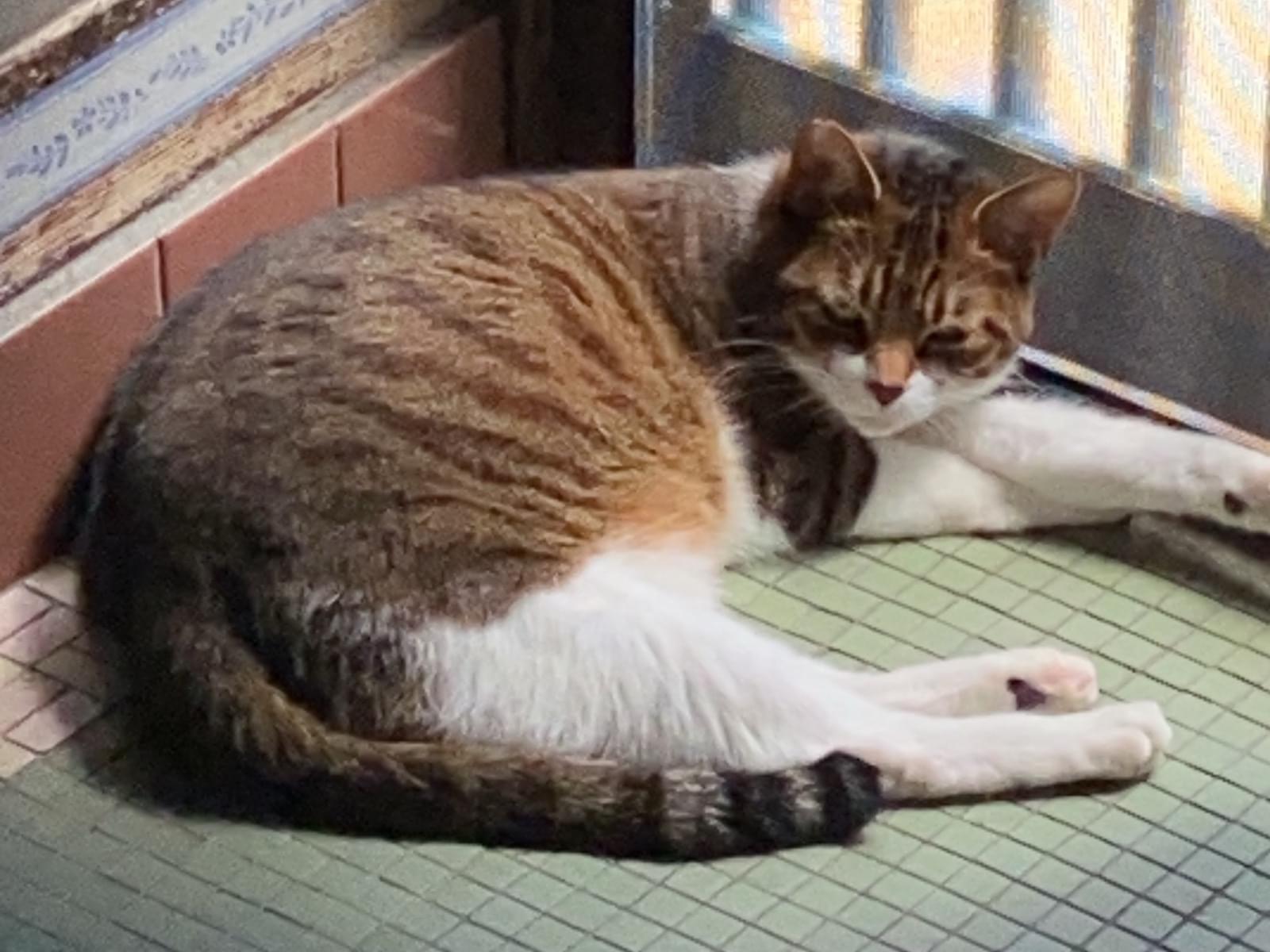 ジェリーちゃん ジェリーちゃん