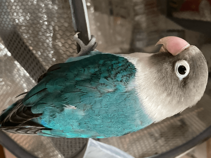 ちょびちゃん ちょびちゃん
