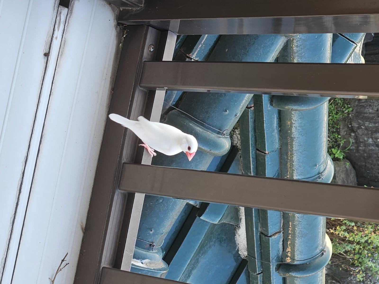 保護された鳥