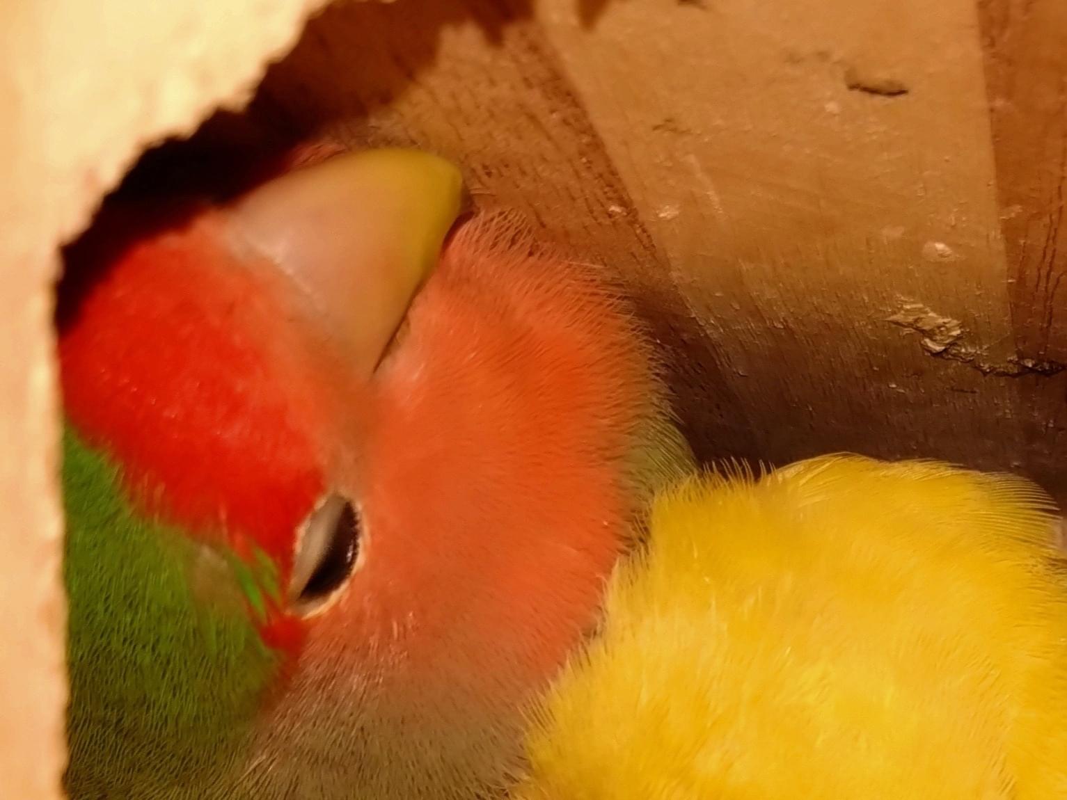 煮豆ちゃん 煮豆ちゃん