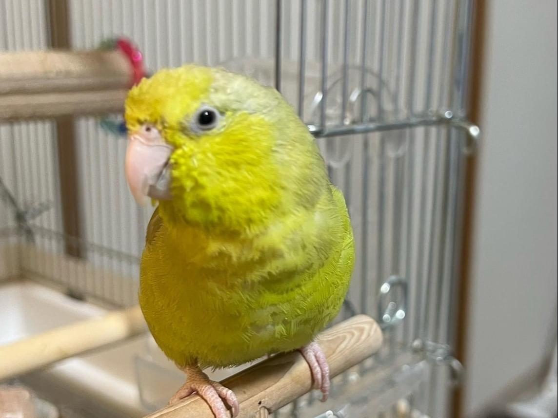 マメちゃん マメちゃん
