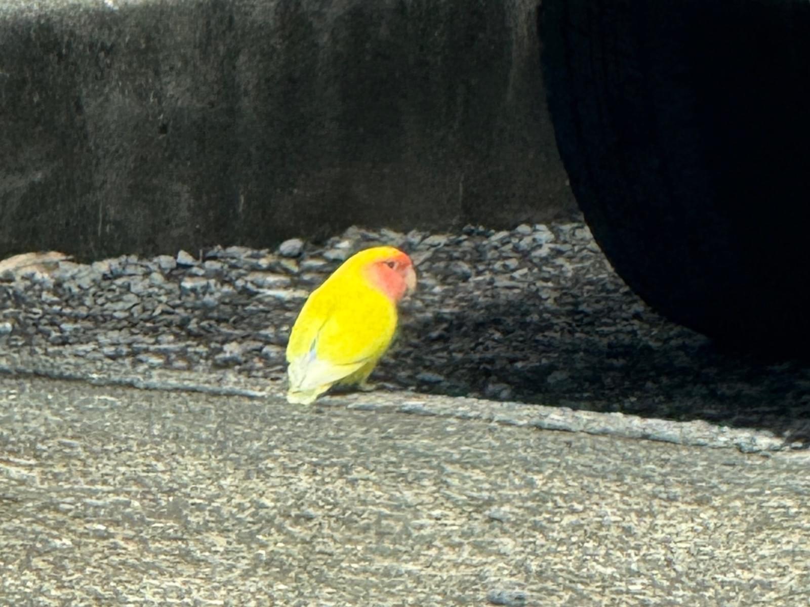 目撃された鳥 目撃された鳥