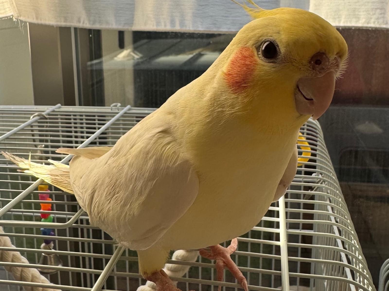つくねちゃん つくねちゃん