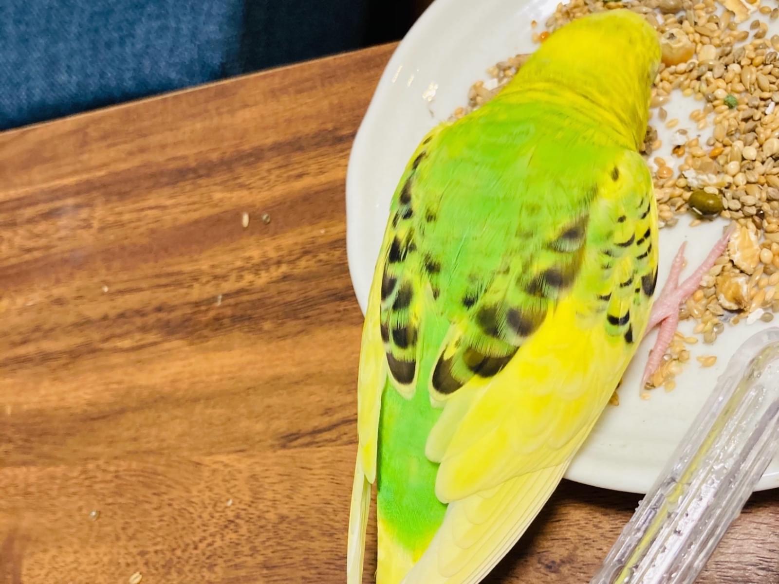保護された鳥 保護された鳥