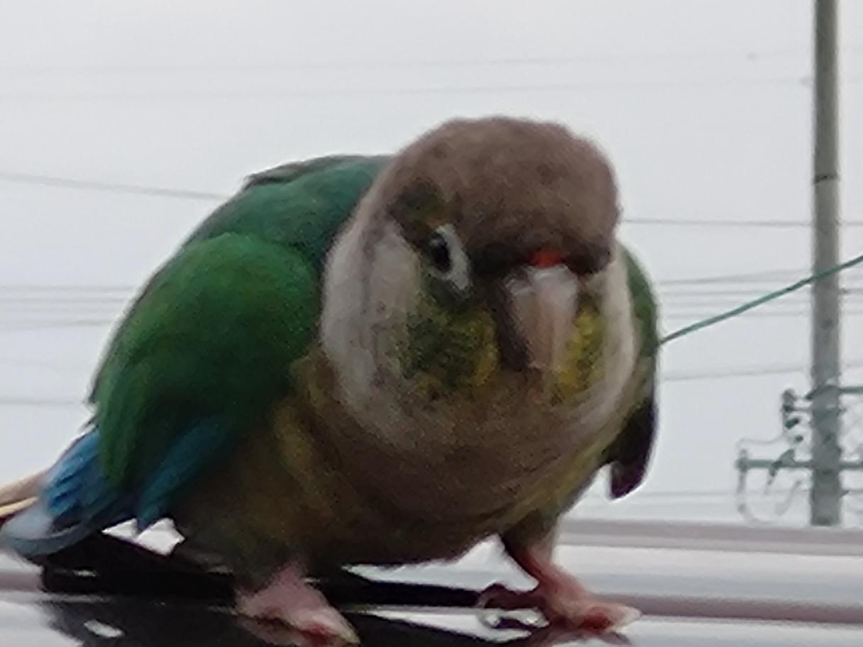 目撃された鳥 目撃された鳥