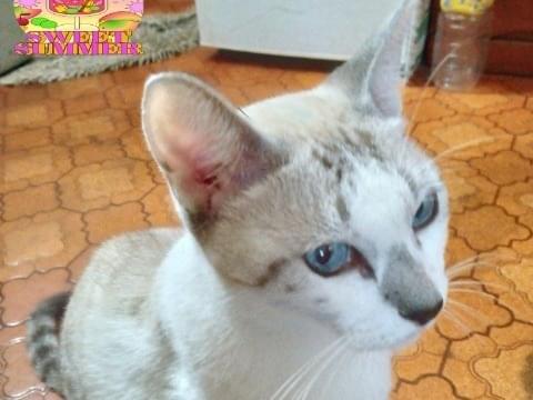 のんちゃん のんちゃん