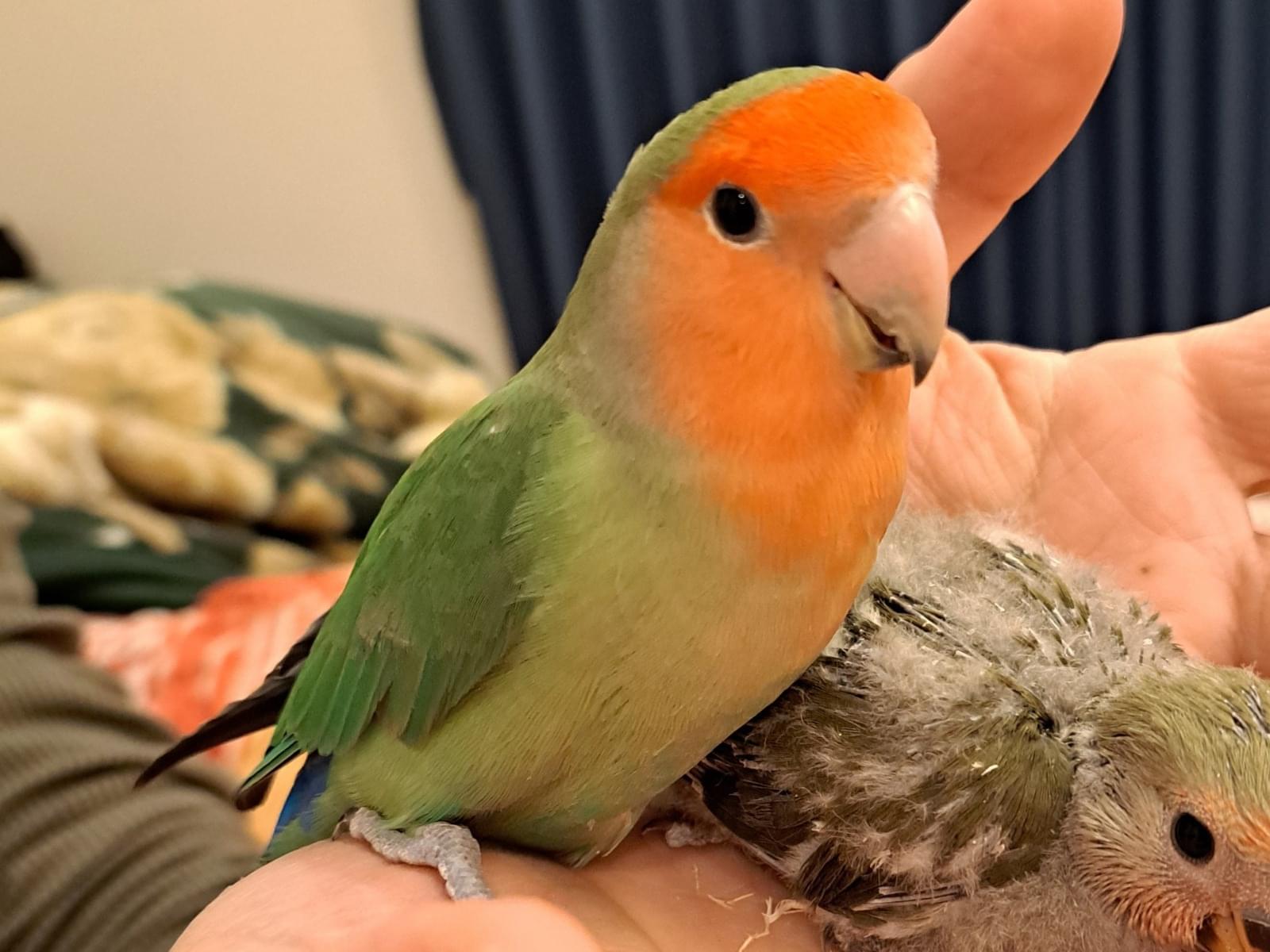 サクラちゃん サクラちゃん