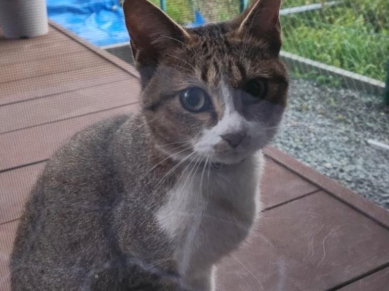 目撃された猫 目撃された猫